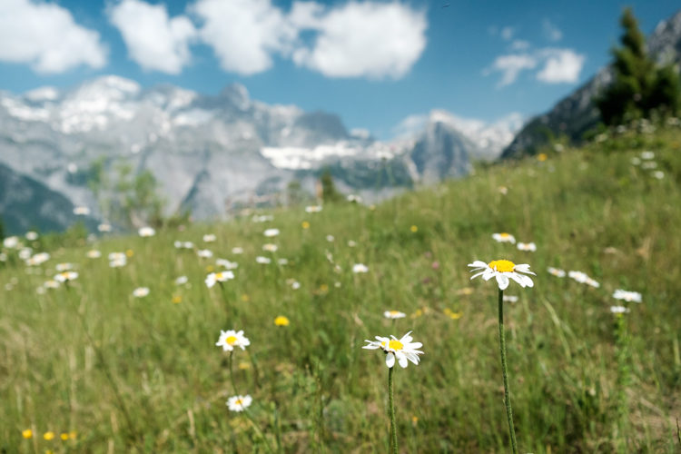 typisch wilde Blumenwiese auf dem Peaks of the Balkans