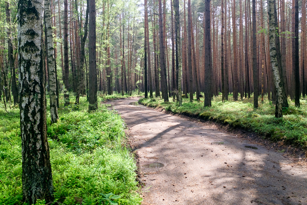 Waldwege in Niederschlesien